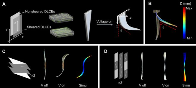 （来源：https://www.science.org/doi/10.1126/sciadv.aeb2289）