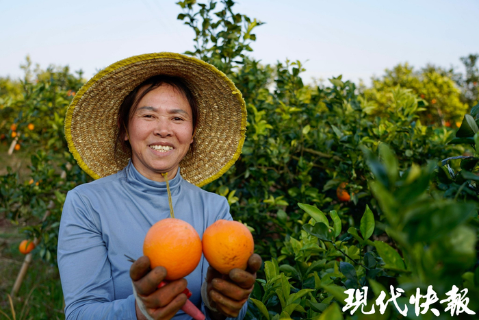 何大姐正在采摘