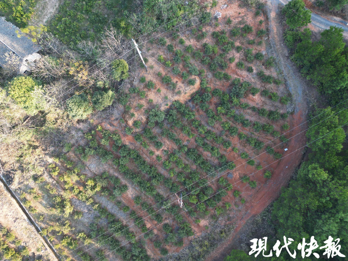 基本被采摘完的臍橙田