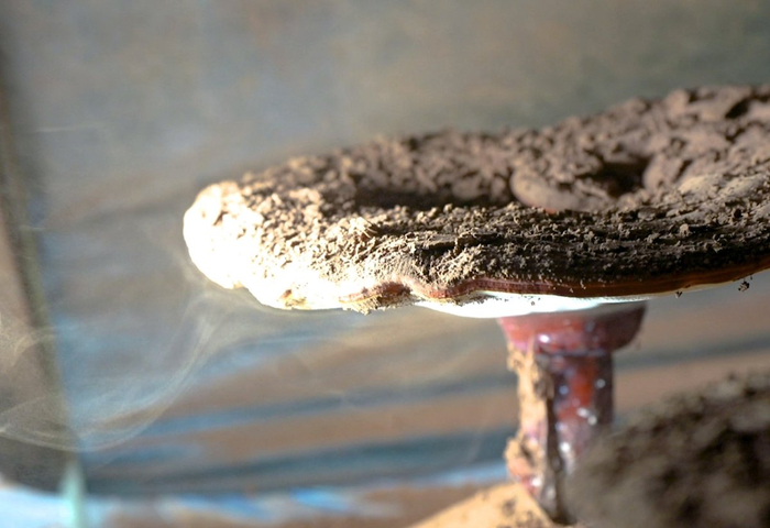 大堰靈芝。資料圖