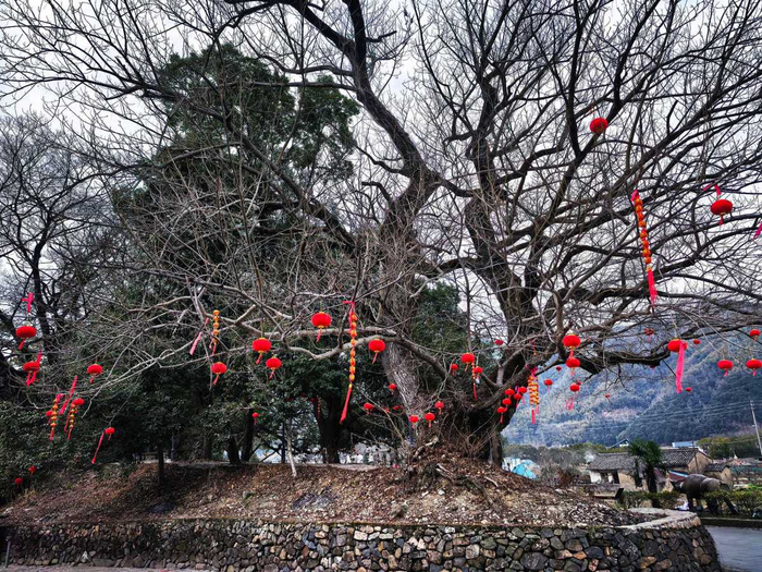 大堰鎮(zhèn)后畈村。