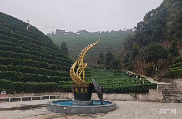 古樓驛生態(tài)文化旅游區(qū)內(nèi)的茶園（央廣網(wǎng)記者楊清 攝）