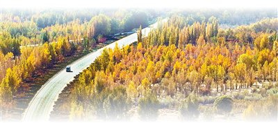 甘肅張掖市臨澤縣的“三北”防護(hù)林網(wǎng)。王 將攝