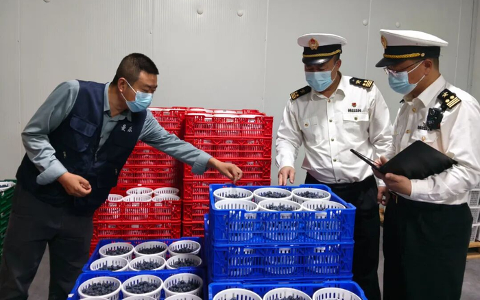 ▲思茅海關(guān)關(guān)員在出口藍莓企業(yè)開展現(xiàn)場查檢工作。