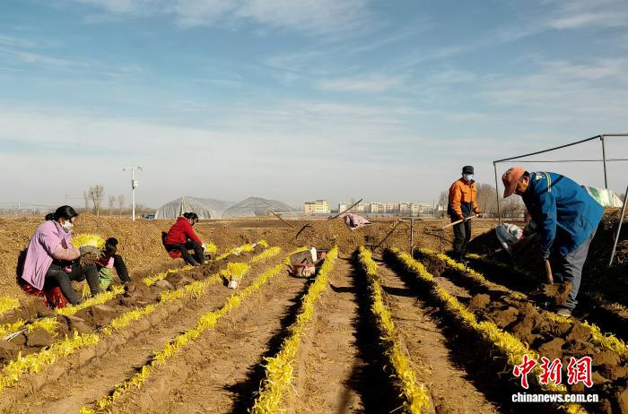 寒冬時(shí)節(jié)，甘肅省武威市民勤縣蔡旗鎮(zhèn)的沙地韭黃基地里，種植戶采收韭黃。韭黃<strong></strong>榮小勤 攝