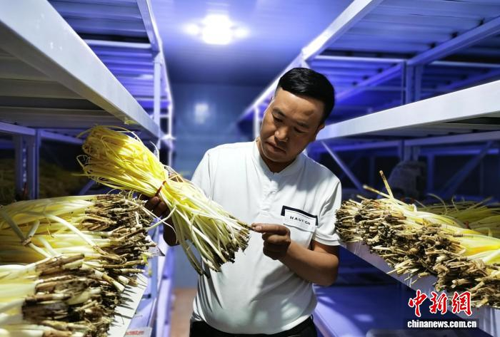 冷藏車間里的品質(zhì)把控，民勤種植戶查看預(yù)冷韭黃。(資料圖) 馬愛彬 攝