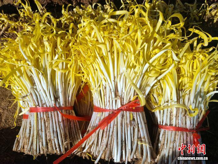 葉黃如金，莖似玉的民勤韭黃?！●R愛彬 攝