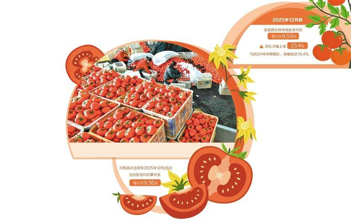     2025年12月29日，河北省肃宁县万里镇一家蔬菜种植合作社的社员在分拣收获的西红柿。新华社记者 杨世尧摄