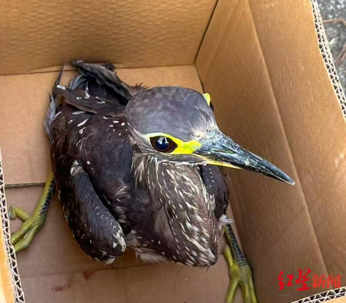 ▲受伤的海南鳽