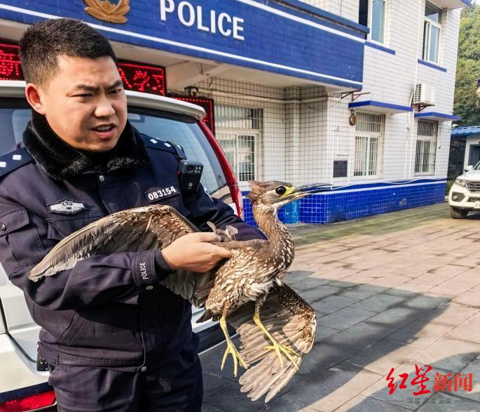 ▲民警对受伤海南鳽初步照料后，移交当地林业部门
