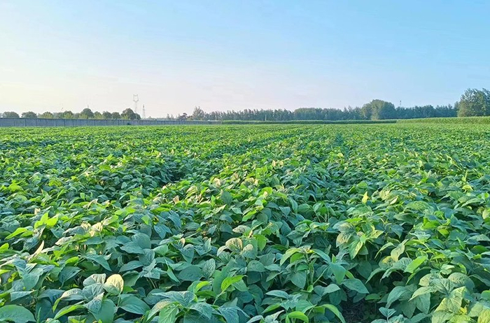 南京農(nóng)業(yè)大學(xué)試驗田。埇橋區(qū)委宣傳部供圖