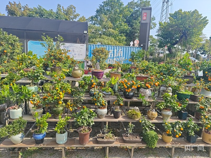 年桔盆栽（央廣網(wǎng)記者 鄭少純 攝）