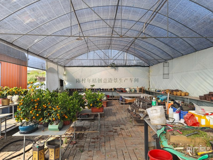 陳村年桔創(chuàng)意造景生產(chǎn)車間（央廣網(wǎng)記者 鄭少純 攝）