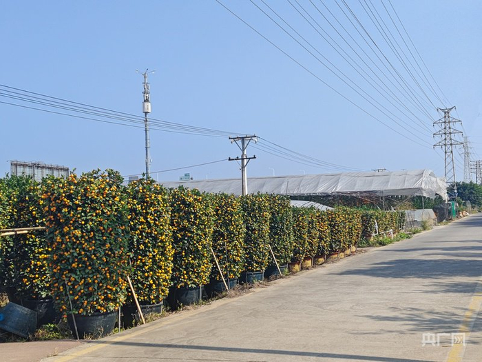 陳村年桔（央廣網(wǎng)記者 鄭少純 攝）
