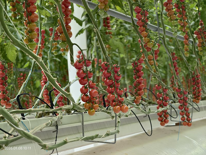 紅澄澄的小番茄。江蘇綠港供圖