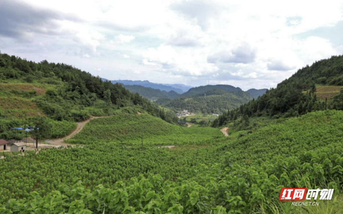 整治后的花垣縣貓兒鄉(xiāng)洞里村后山，綠意蔥蘢。理修資料圖