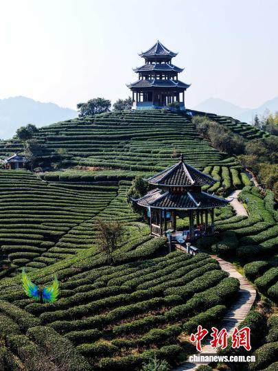 图为航拍仙人山茶园。龚普康 摄
