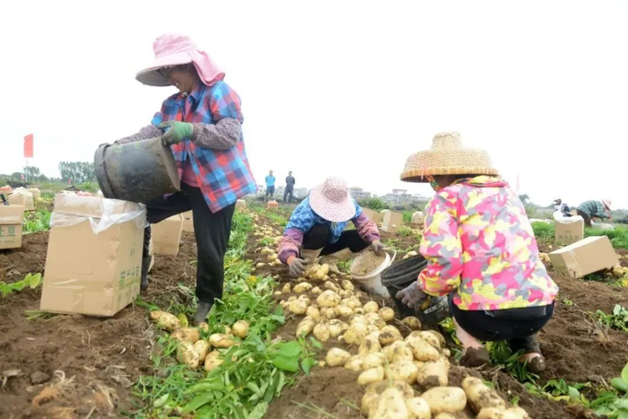 每逢冬季，遂溪大地一派忙碌景象。郭龙碧 许涛 摄
