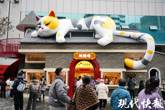 大廟弄里“喵”含量爆棚