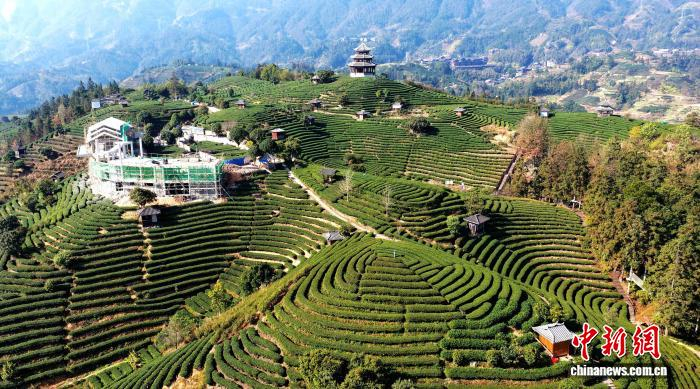 图为航拍仙人山茶园。龚普康 摄