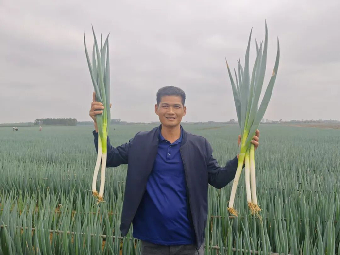 山东大葱。陈明维 摄