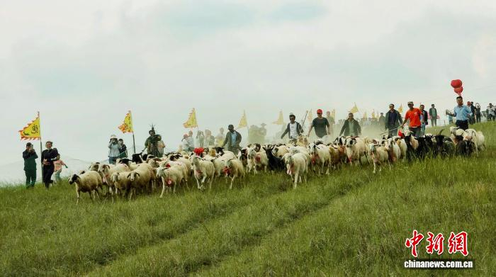 2023年毛井鎮(zhèn)舉辦首屆羊羊運(yùn)動(dòng)會(huì)，百羊賽跑場(chǎng)面。(資料圖)環(huán)縣融媒體中心供圖