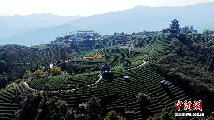 图为茶园美景。龚普康 摄