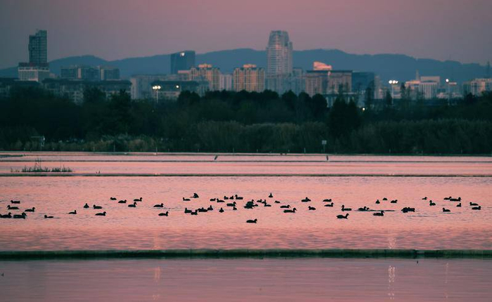 晚上開合浮橋附近水域棲息著許多鳥類。