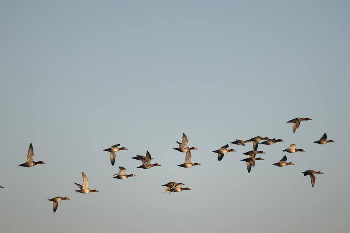 干溝尾濕地公園，成群的野鴨飛臨濕地。