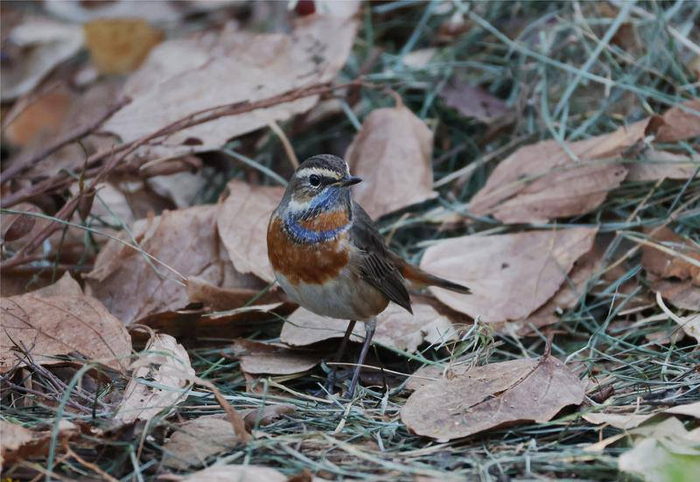 藍(lán)喉歌鴝，西山區(qū)滇池綠道。