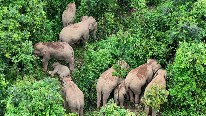 △亞洲象。圖源人民日報客戶端