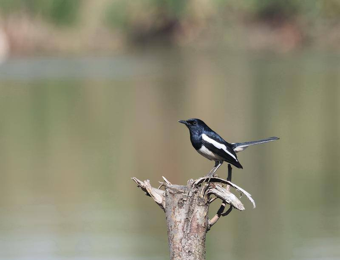 鵲鴝，福保村濕地。
