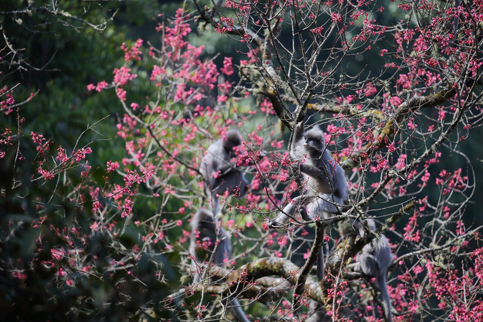 景東縣融媒體中心供圖?潤(rùn)寧?攝