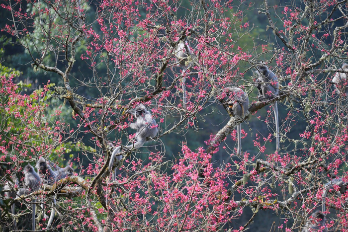 景東縣融媒體中心供圖?潤(rùn)寧?攝