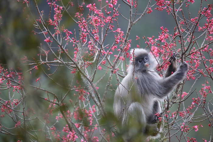 景東縣融媒體中心供圖?潤(rùn)寧?攝