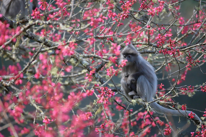 景東縣融媒體中心供圖?潤(rùn)寧?攝