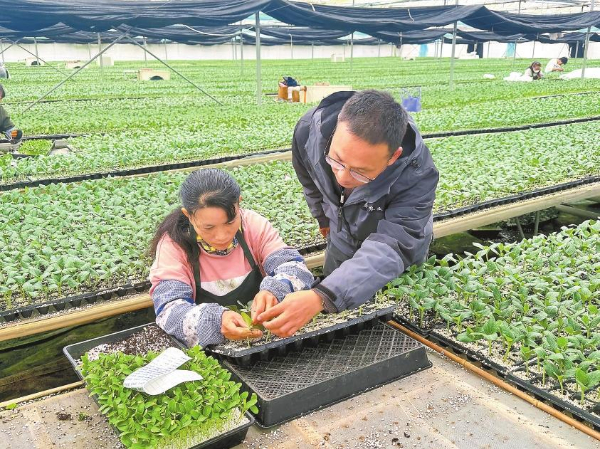 技術(shù)員指導(dǎo)工人插盤。