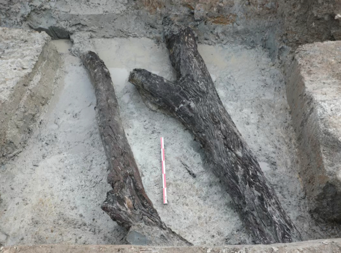 兩段楊梅樹(shù)枝干。甬派資料圖