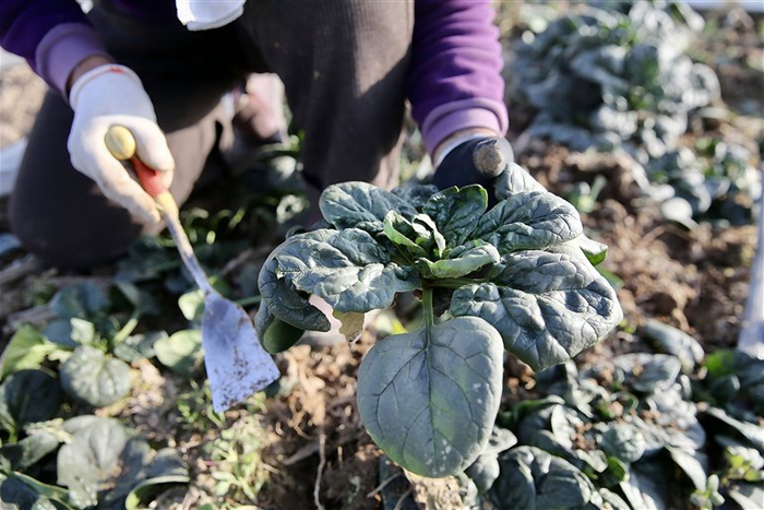 新鮮采摘的網(wǎng)紅趴地菠菜。本報記者 王錚 攝