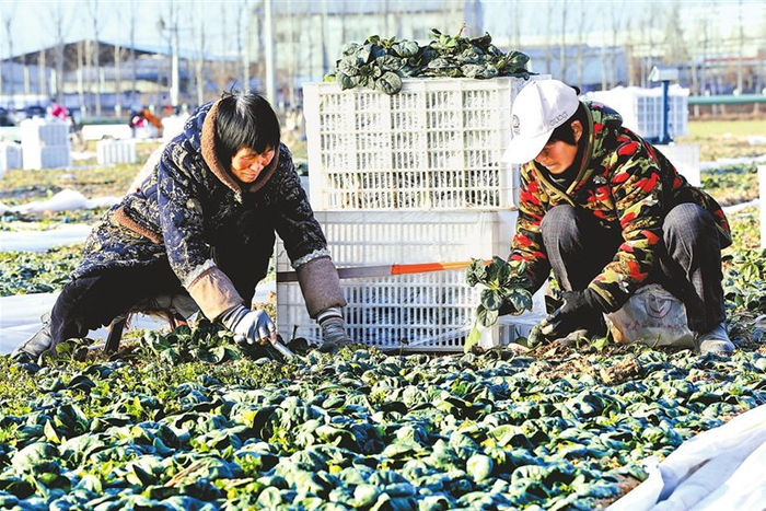 新乡县丰禾农牧合作社社员在分拣趴地菠菜。 本报记者 王铮 摄