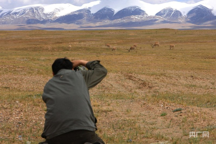 葛玉修跪在草地上，用相機(jī)鏡頭捕捉藏羚羊在草原覓食棲息的影像（央廣網(wǎng)發(fā) 受訪者供圖）