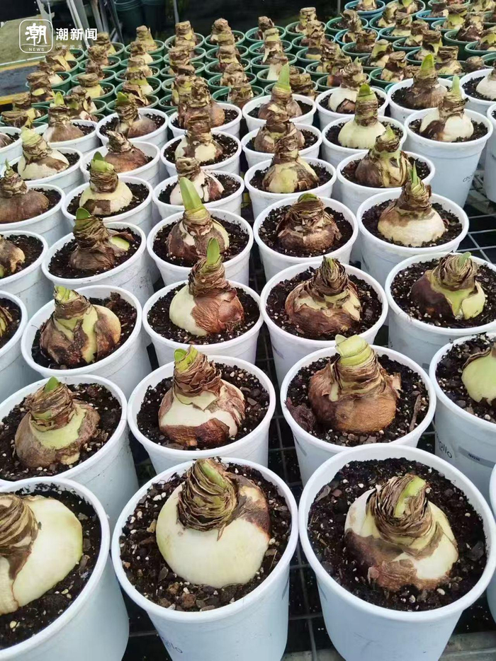 朱顶红种球 记者 施雯 摄