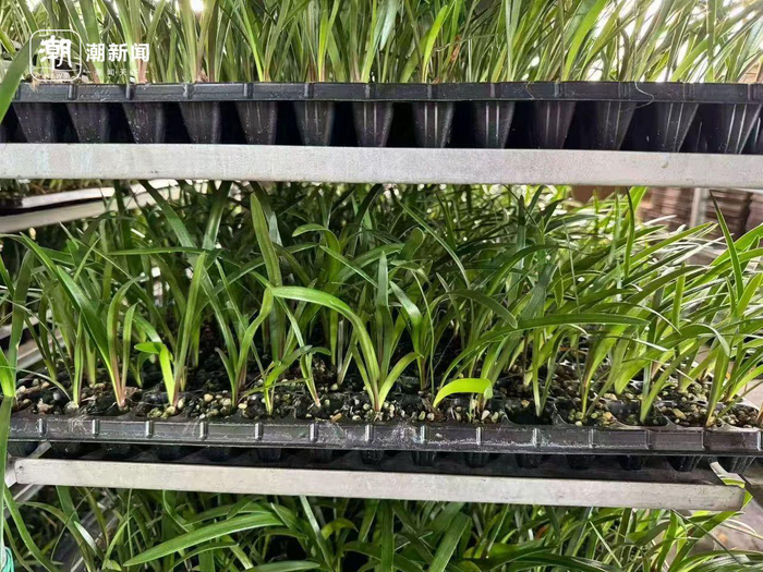 朱顶红组培小苗 受访者供图