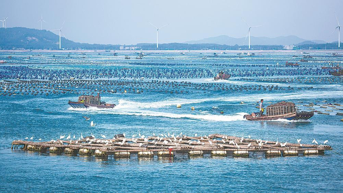 東山縣西埔鎮(zhèn)冬古村生態(tài)牧場 （福建省農(nóng)業(yè)農(nóng)村廳供圖）