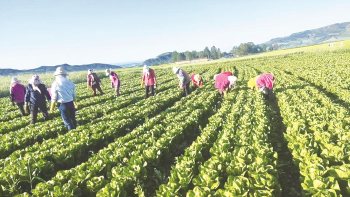 海東冷涼蔬菜種植基地。