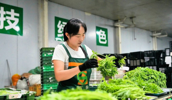固安县顺斋瓜菜种植专业合作社加工车间，工人在包装净菜。