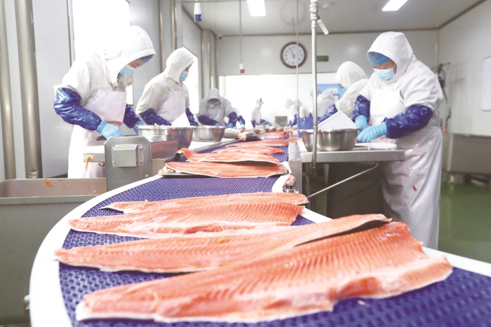 海南藏族自治州龍羊峽三文魚生產(chǎn)線。