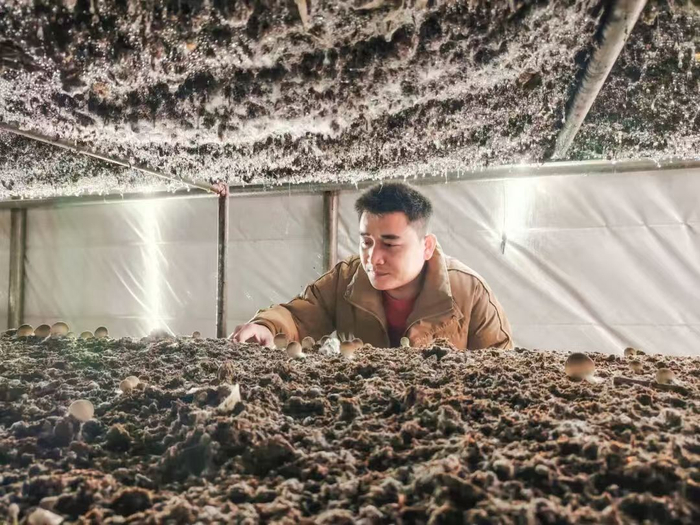 泰寧縣朱口鎮(zhèn)草菇產(chǎn)業(yè)園的智能溫控大棚。圖源：泰寧縣融媒體中心