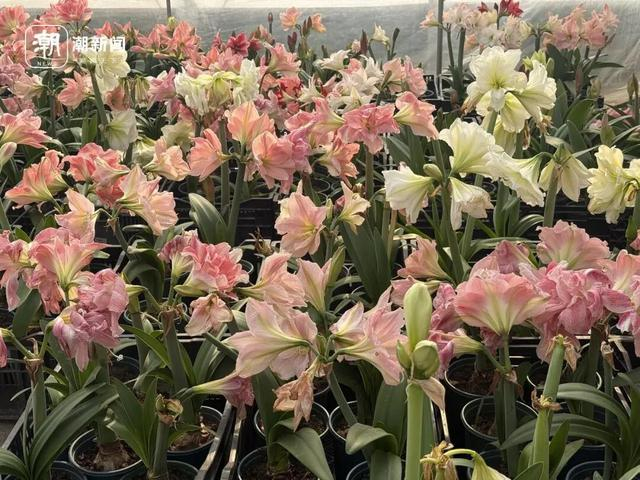 苗圃一批催花待售的朱顶红花期将近 记者 施雯 摄 