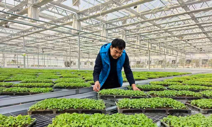 在衡水市冀州区多水源智能融合基地，工作人员在温室大棚内忙着蔬菜育苗。